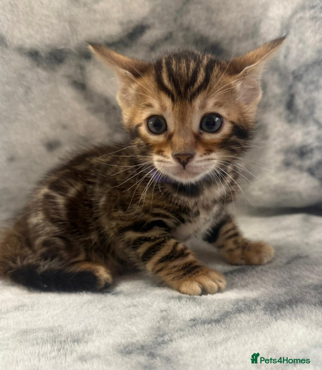 Bengal cats for sale: 🏡Gorgeous Bengal Kittens–Ready for Reservation 🐾 - Image 7