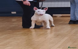 English Bull Terrier dogs for sale: English bull terrier bitch - Advert 2