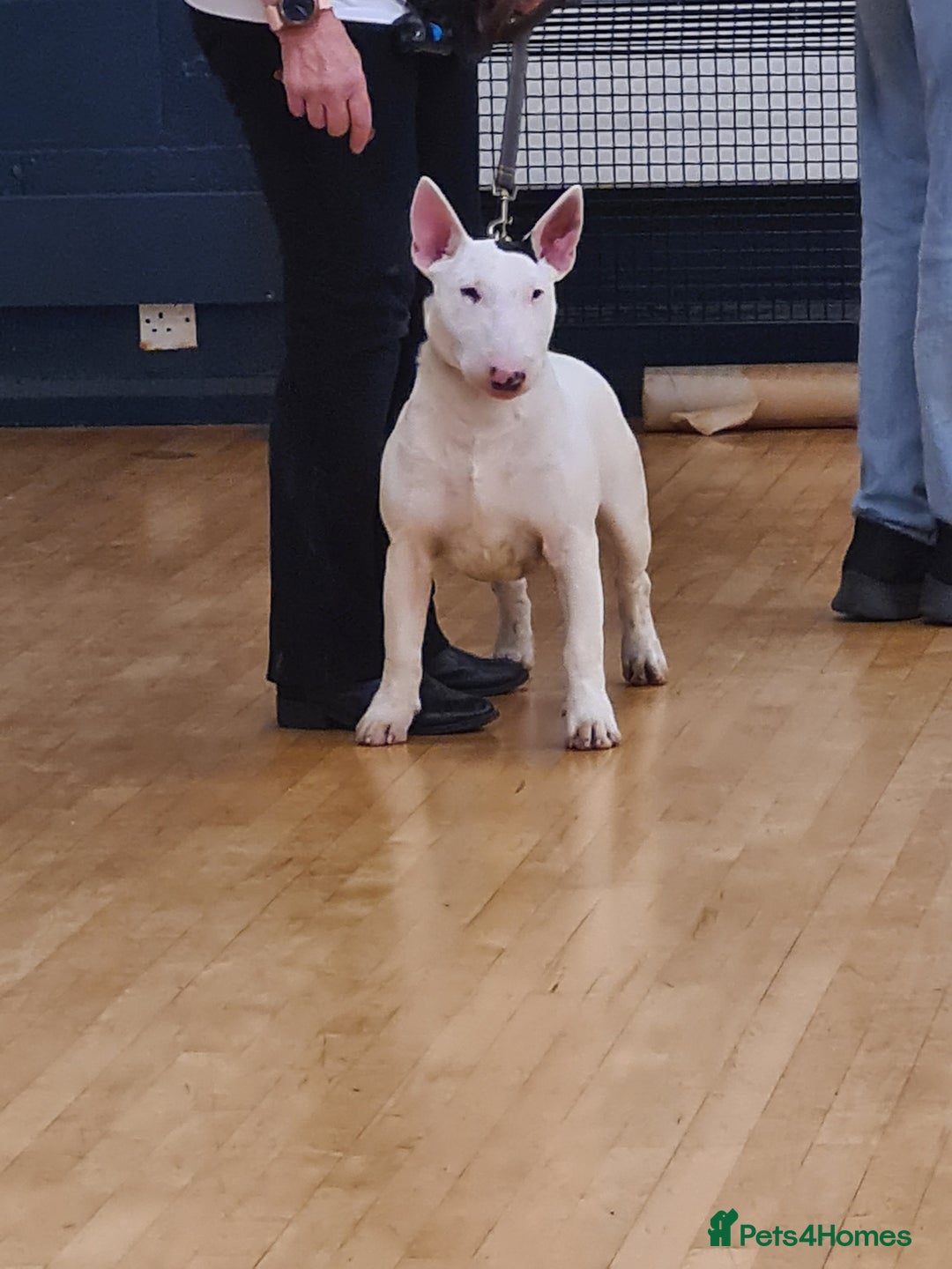 English Bull Terrier dogs for sale: English bull terrier bitch - Advert 2