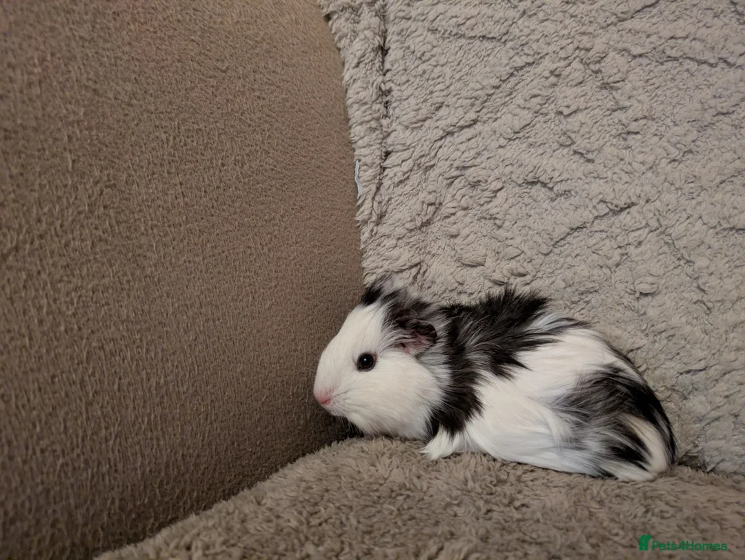 Guinea Pig rodents for sale: Female Guinea Pig - Advert 1