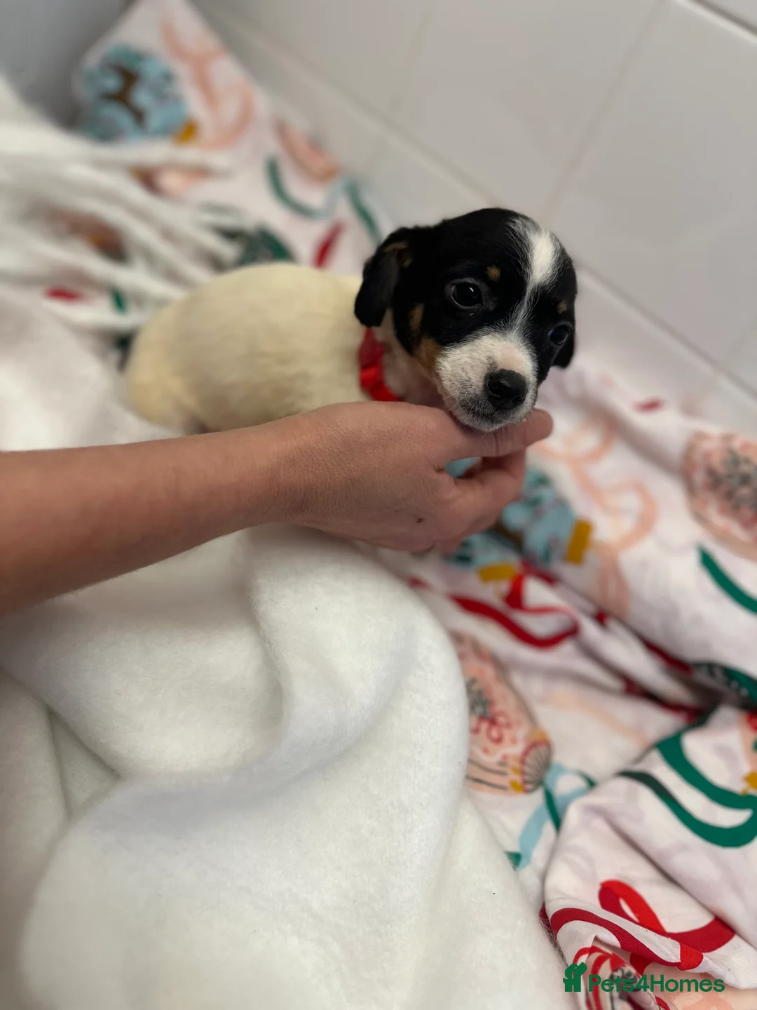 Jack Russell dogs for sale: 5 beautiful Jack russel puppies  - Advert 4