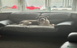 Presa Canario dogs for sale: Hugo  - Image 3
