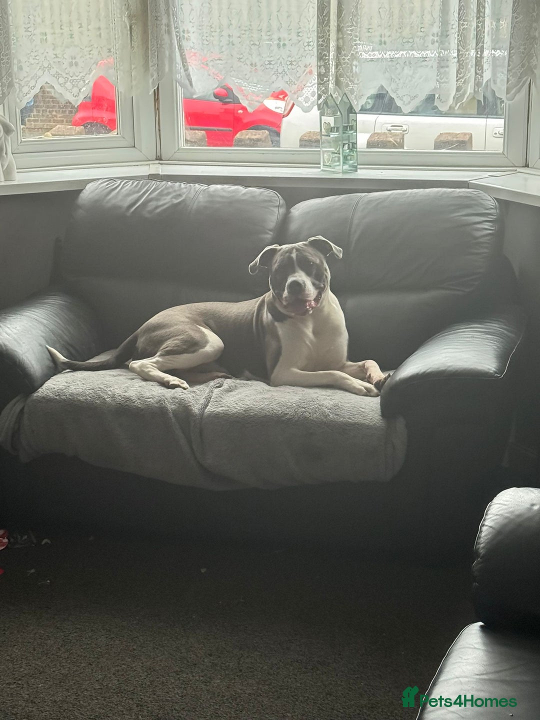 Presa Canario dogs for sale: Hugo  - Image 3