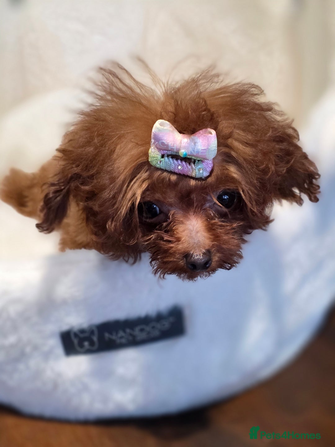 Toy Poodle dogs for sale: Full Asian girl - Advert 2