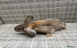 Mixed Breed rabbits for sale: Mini lop cross - Image 10