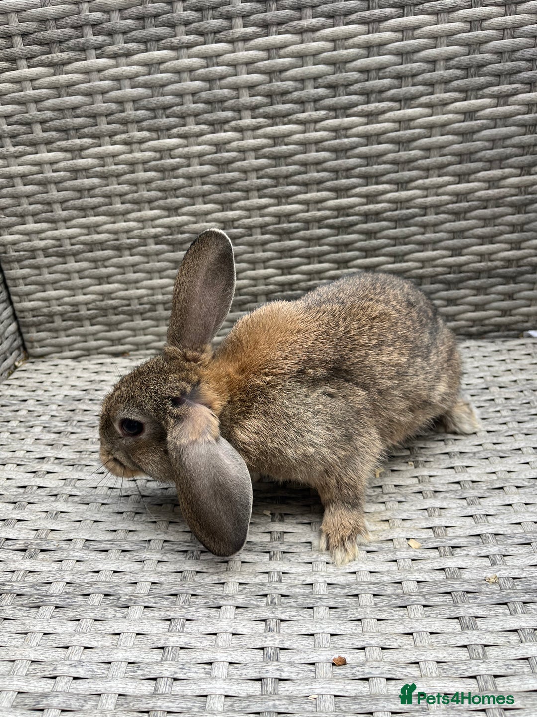 Mixed Breed rabbits for sale: Mini lop cross - Image 10