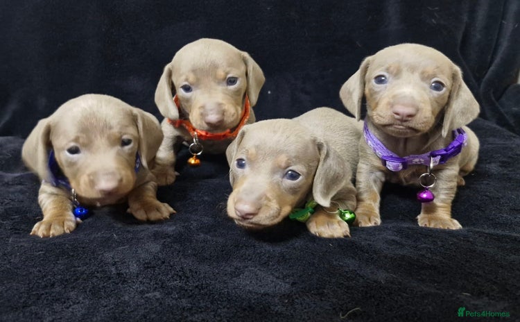 Miniature Dachshund dogs - Advert 3