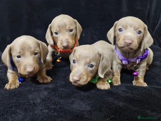 Miniature Dachshund dogs - Advert 6