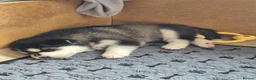 Siberian Husky dogs for sale: Beautiful Siberian Husky pups - Advert 19