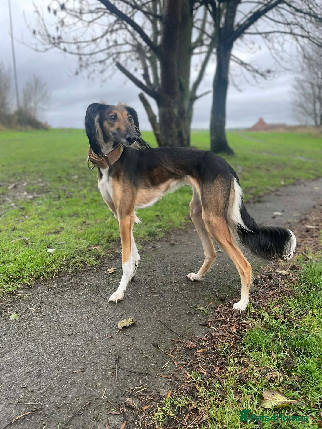 Saluki dogs for sale: Saluki puppies - Advert 1