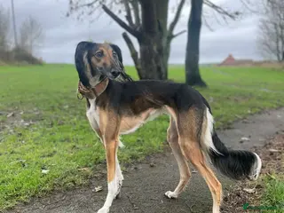 Saluki dogs Saluki puppies - Advert 1