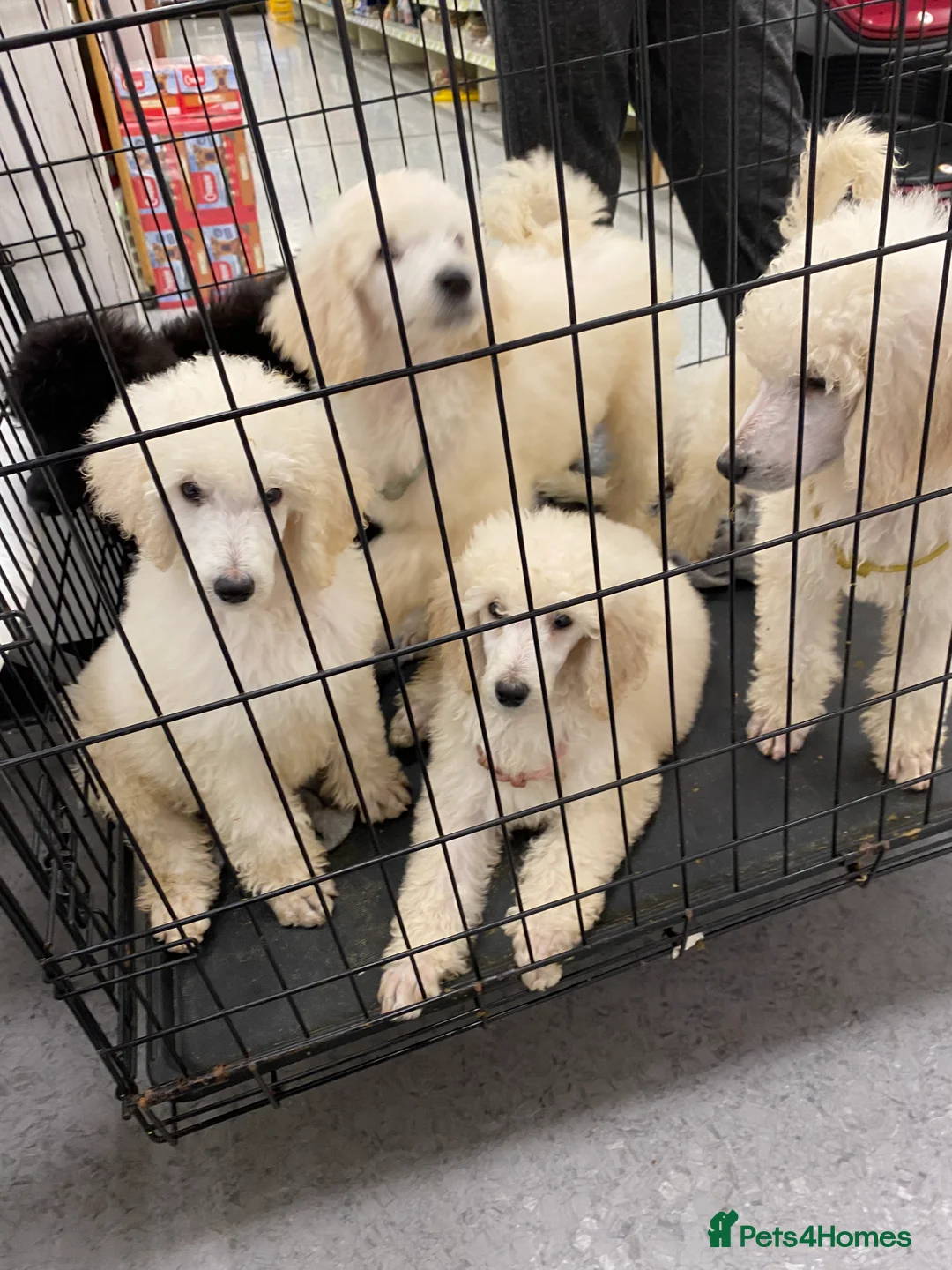 Standard Poodle dogs for stud: Silver standard poodle  in Wakefield - Advert 13