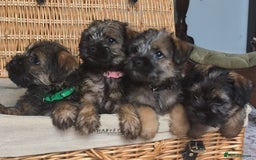 Border Terrier dogs for sale: HOME BRED GRIZZLY BORDER BOYS - Image 2