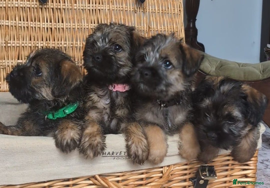 Border Terrier dogs for sale: HOME BRED GRIZZLY BORDER BOYS - Image 2