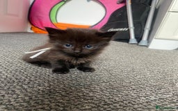 Domestic Shorthair cats for sale: Kittens - Image 4