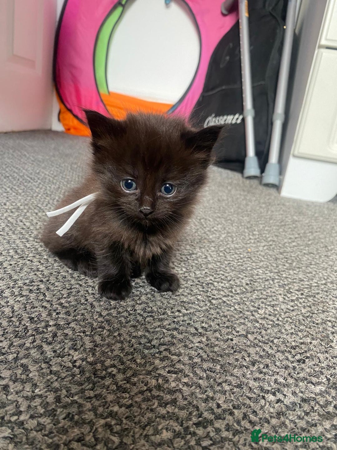 Domestic Shorthair cats for sale: Kittens - Image 4