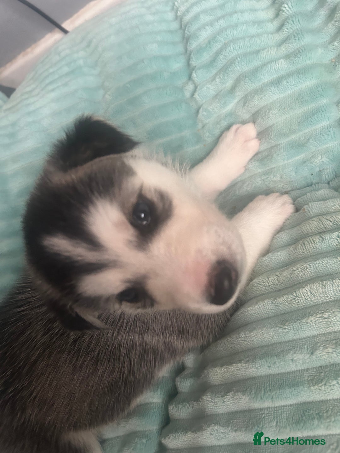 Siberian Husky dogs for sale: Beautiful husky puppies 2 girls & 4 boys left.  - Image 11