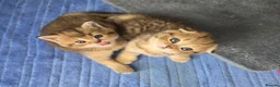 Scottish Fold cats for sale: Adorable 6 Scottish fold kittens  - Advert 15