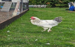 Chickens poultry for sale: Two Roosters for sale ! £20 for 2! Only two left! - Advert 9