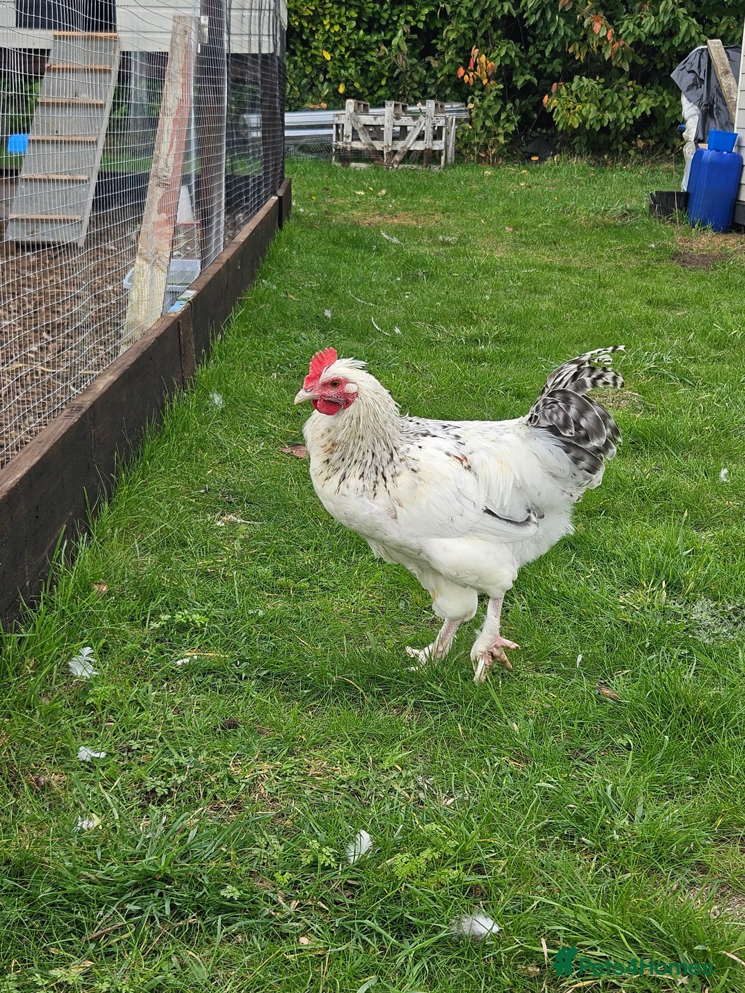 Chickens poultry for sale: Two Roosters for sale ! £20 for 2! Only two left! - Advert 9