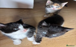 European cats for sale: Kitten  - Image 9