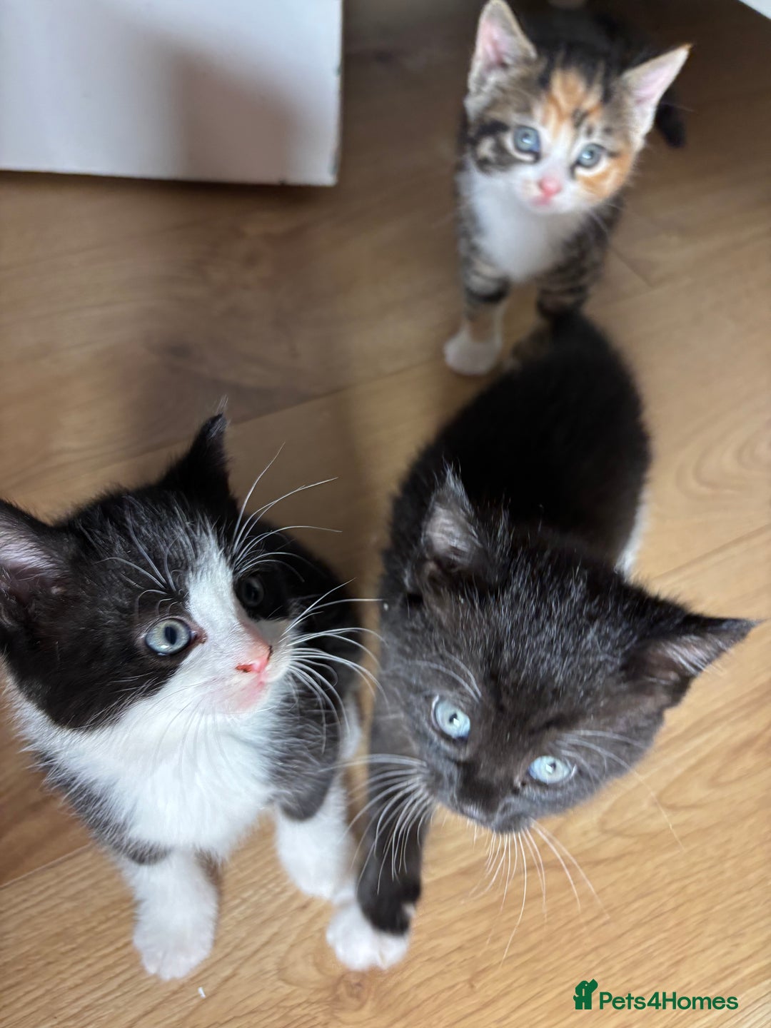 European cats for sale: Kitten  - Image 9