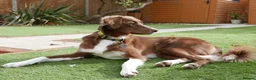 Mixed Breed dogs for sale: Lovely Gem needs her family  in Aldershot - Advert 3