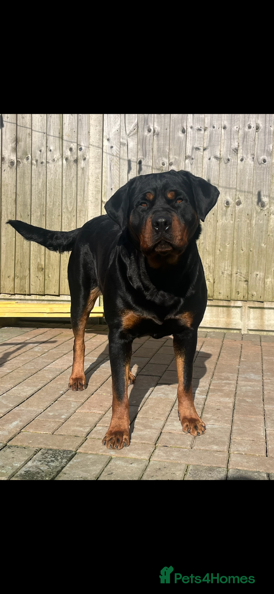Rottweiler dogs for sale: LAST FEMALE ROTTWEILER PUPPY - Advert 5