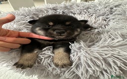 Japanese Shiba Inu dogs for sale: Japanese Shiba Inu puppies - Image 6