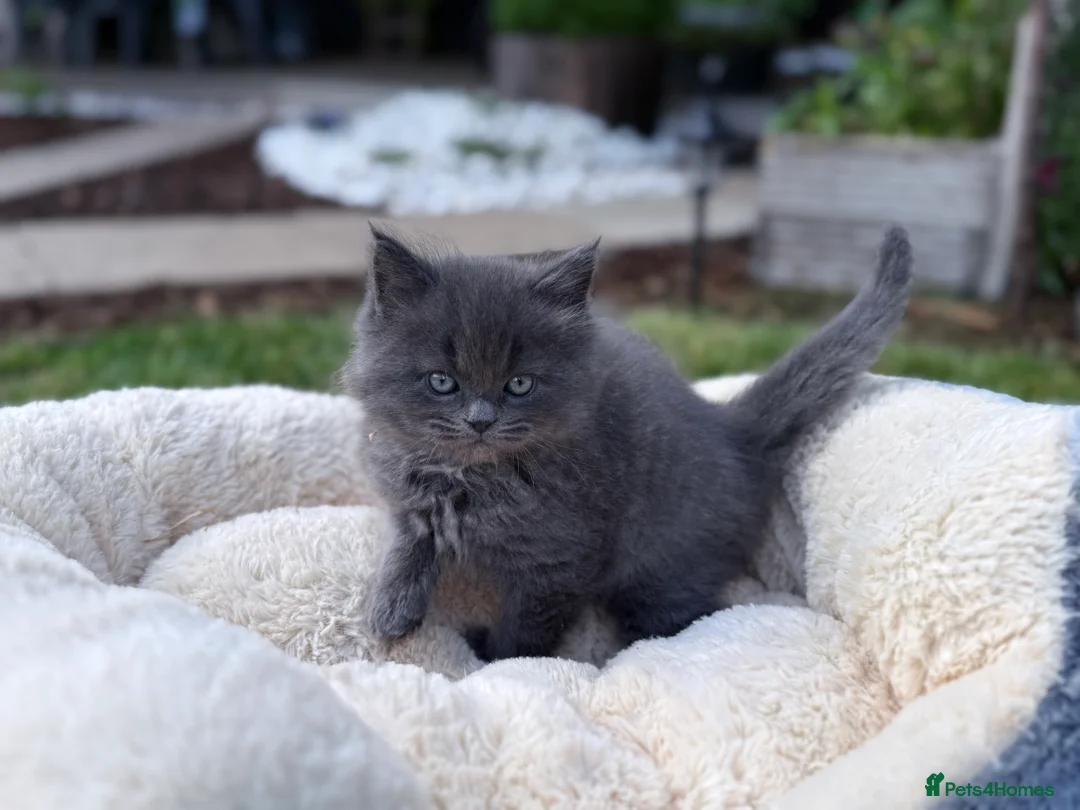 Mixed Breed cats for sale: Beautiful Maine Coon x Ragdoll Kittens for Sale - Advert 23