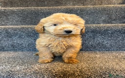 Coton De Tulear dogs for sale: Coton noodles puppies ready now  - Image 9