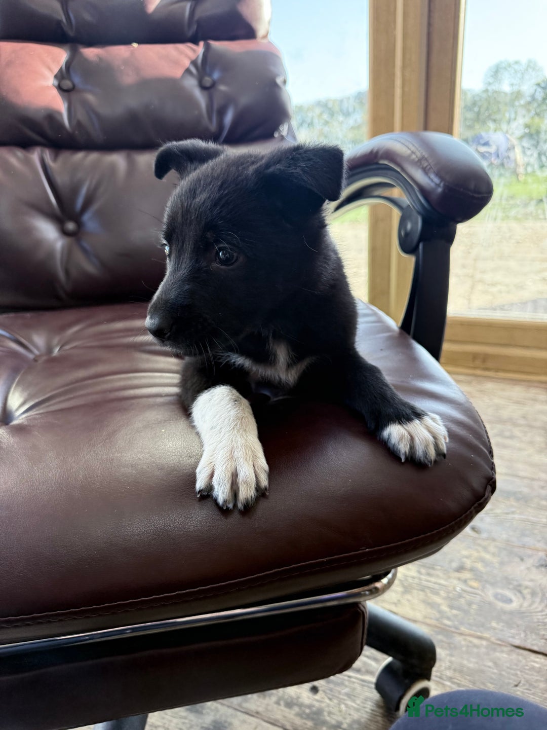 Mixed Breed dogs for sale: beautiful German shepherd x border collie puppies  - Image 8