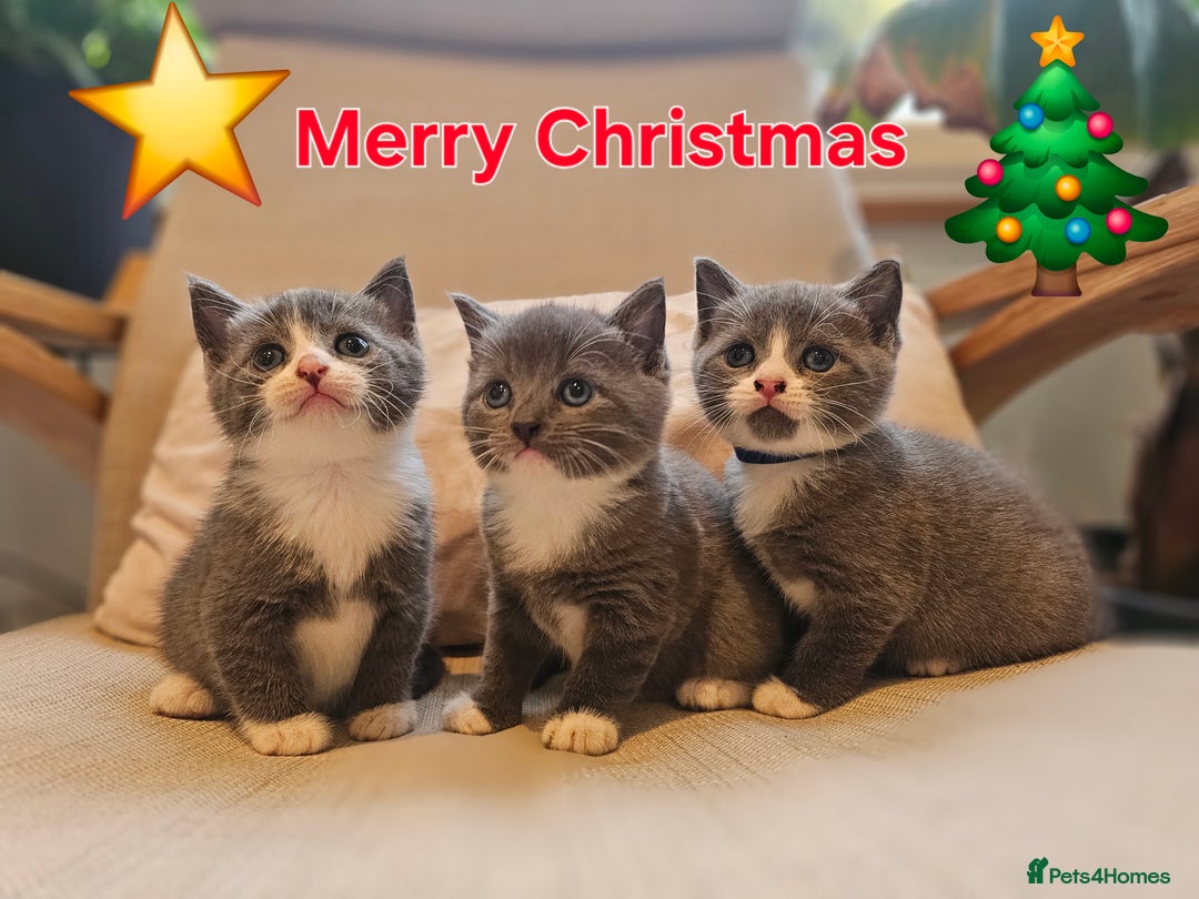 Russian Blue cats for sale: Grey kittens Blue Russian mix - Advert 1