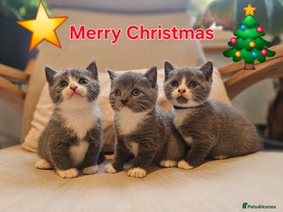 Russian Blue cats Grey kittens Blue Russian mix - Advert 1