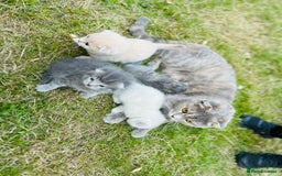 Scottish Fold cats for sale: Adorable Kittens Looking for Their Forever Homes🐾 - Image 27