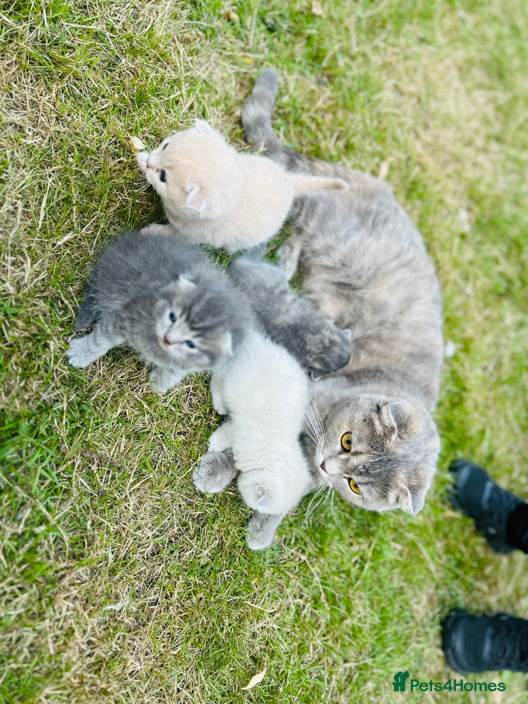 Scottish Fold cats for sale: Adorable Kittens Looking for Their Forever Homes🐾 - Image 27