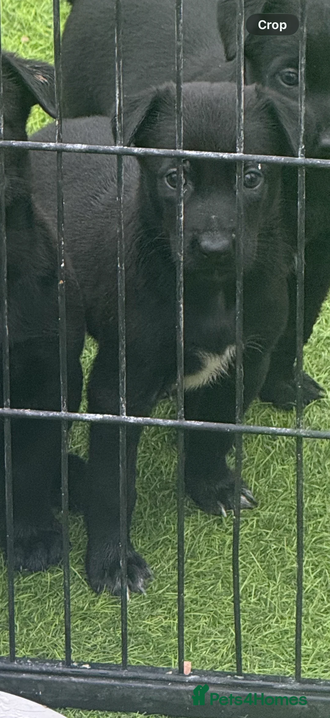 Belgian Shepherd Dog dogs for sale: Dutch Herder Puppies - Ready to Leave On Halloween - Advert 2