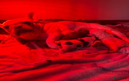 French Bulldog dogs for sale: Stunning French bulldog puppies  - Advert 4