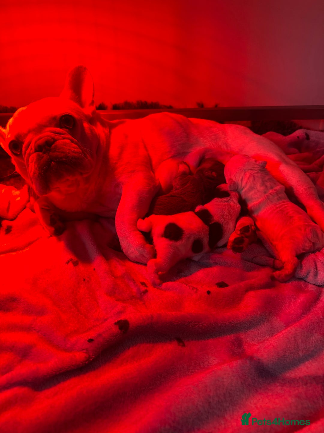 French Bulldog dogs for sale: Stunning French bulldog puppies  - Advert 4