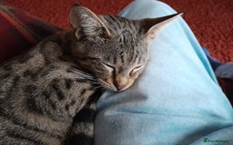 Savannah cats for sale: Pedigree Early generation TICA Reg Savannah Lady in Darlington - Image 21