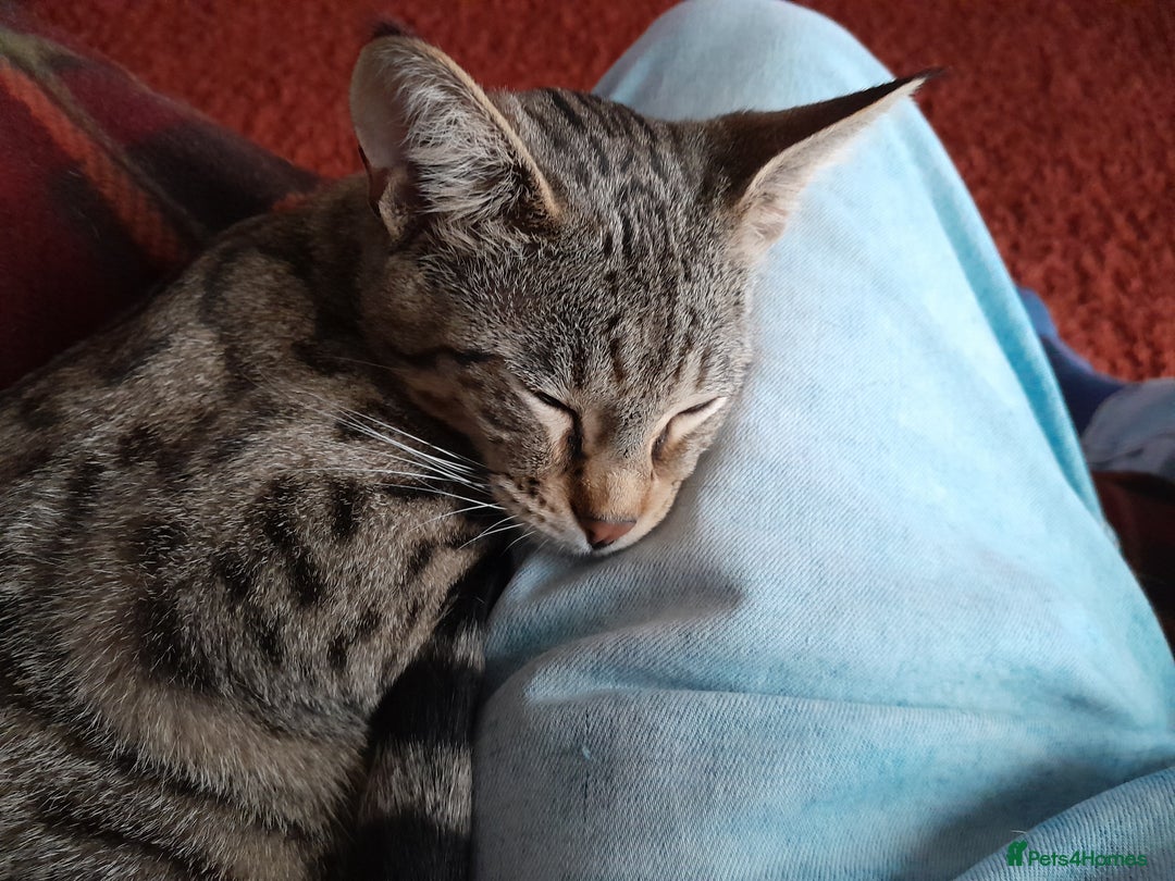 Savannah cats for sale: Pedigree Early generation TICA Reg Savannah Lady in Darlington - Image 21