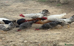 Chickens poultry for sale: Laying hens for sale - Image 13