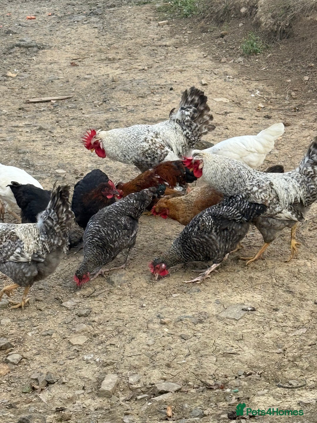 Chickens poultry for sale: Laying hens for sale - Image 13