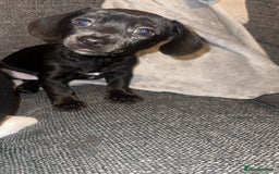 Chiweenie dogs for sale: Cheweenie - Image 1