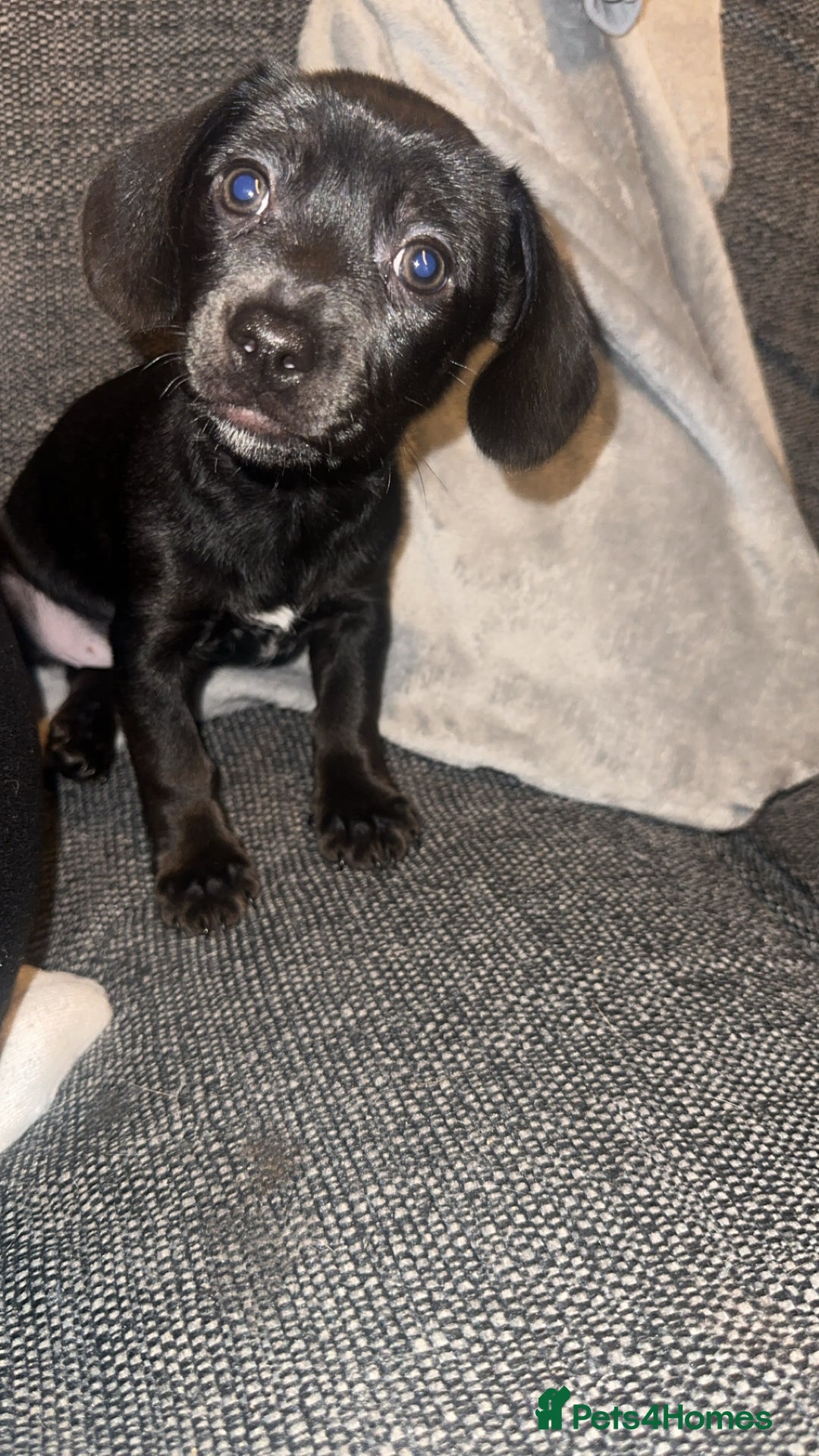 Chiweenie dogs for sale: Cheweenie - Image 1