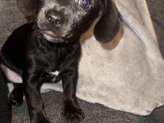 Chiweenie dogs - Advert 3