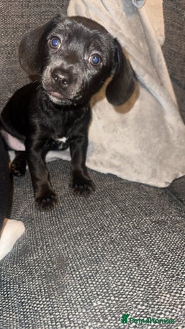 Chiweenie dogs - Advert 3