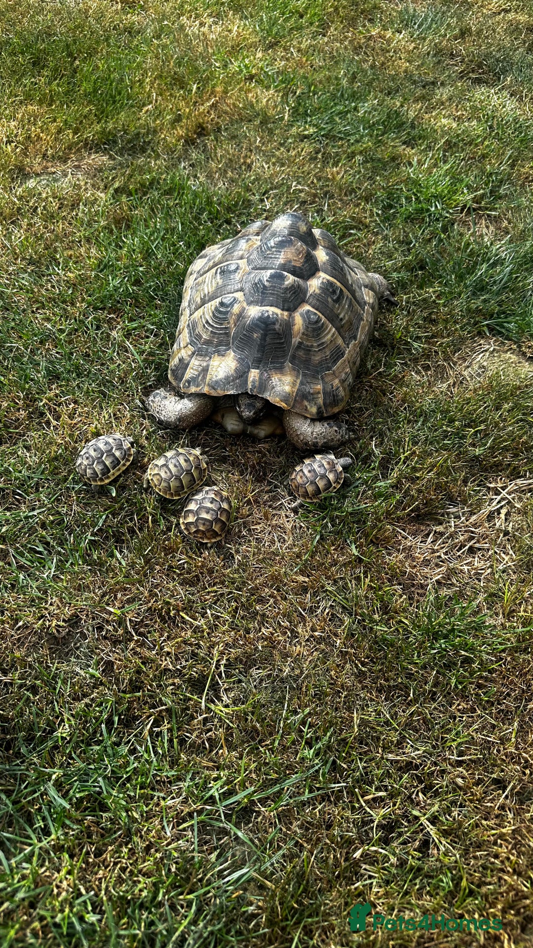 Tortoise reptiles for sale: Fertile female 20 years old Spur thigh  - Image 7