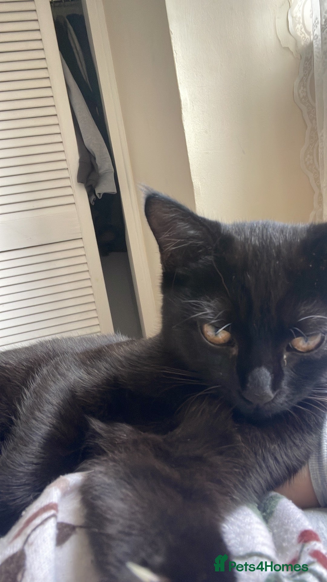Mixed Breed cats 4 month kitten  - Advert 3