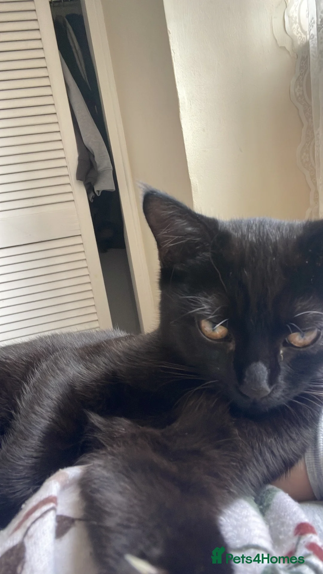 Mixed Breed cats for sale: 4 month kitten  - Advert 1